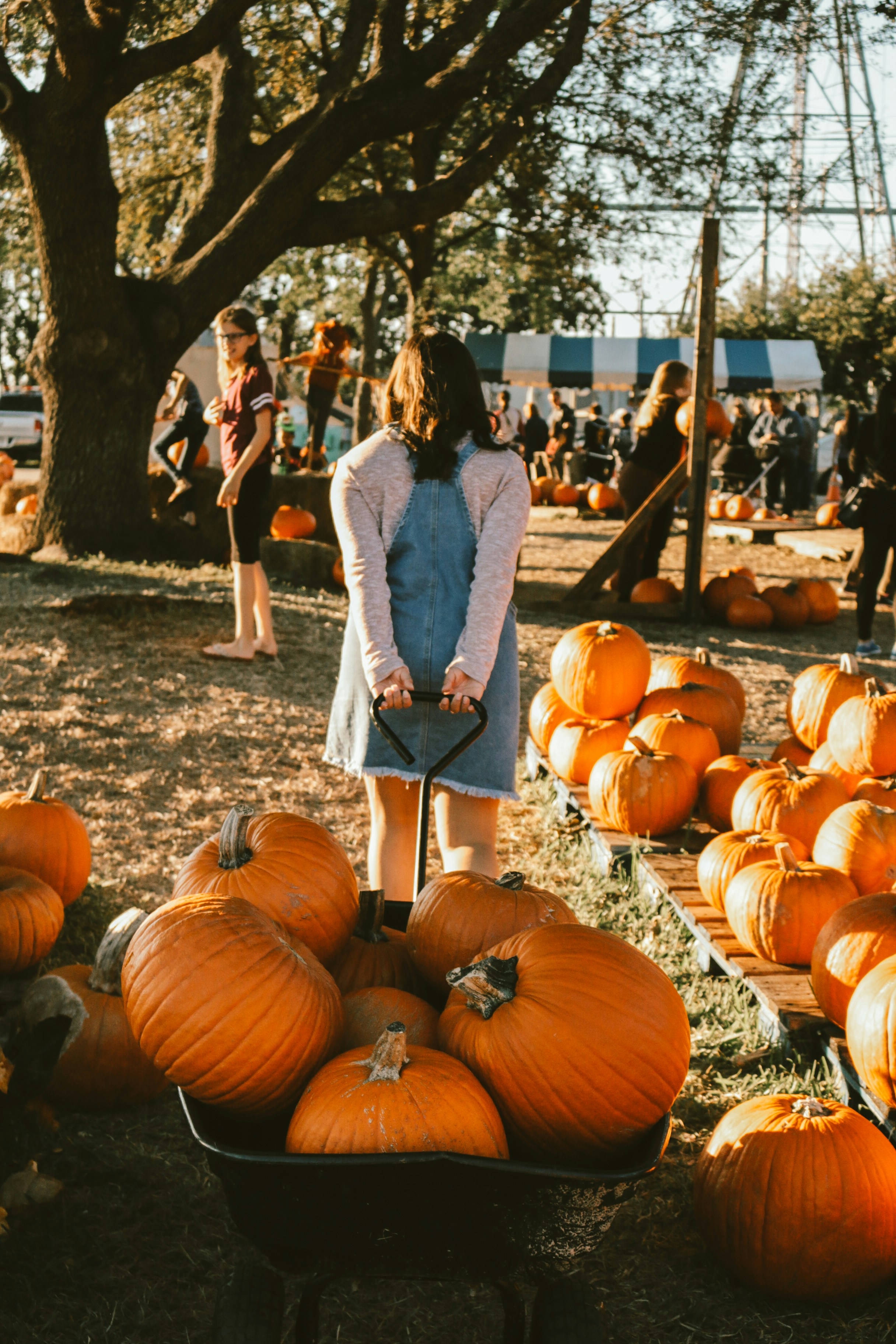 Spotted: The Best Pumpkin Patches and Corn Mazes in Charleston for Fall Fun