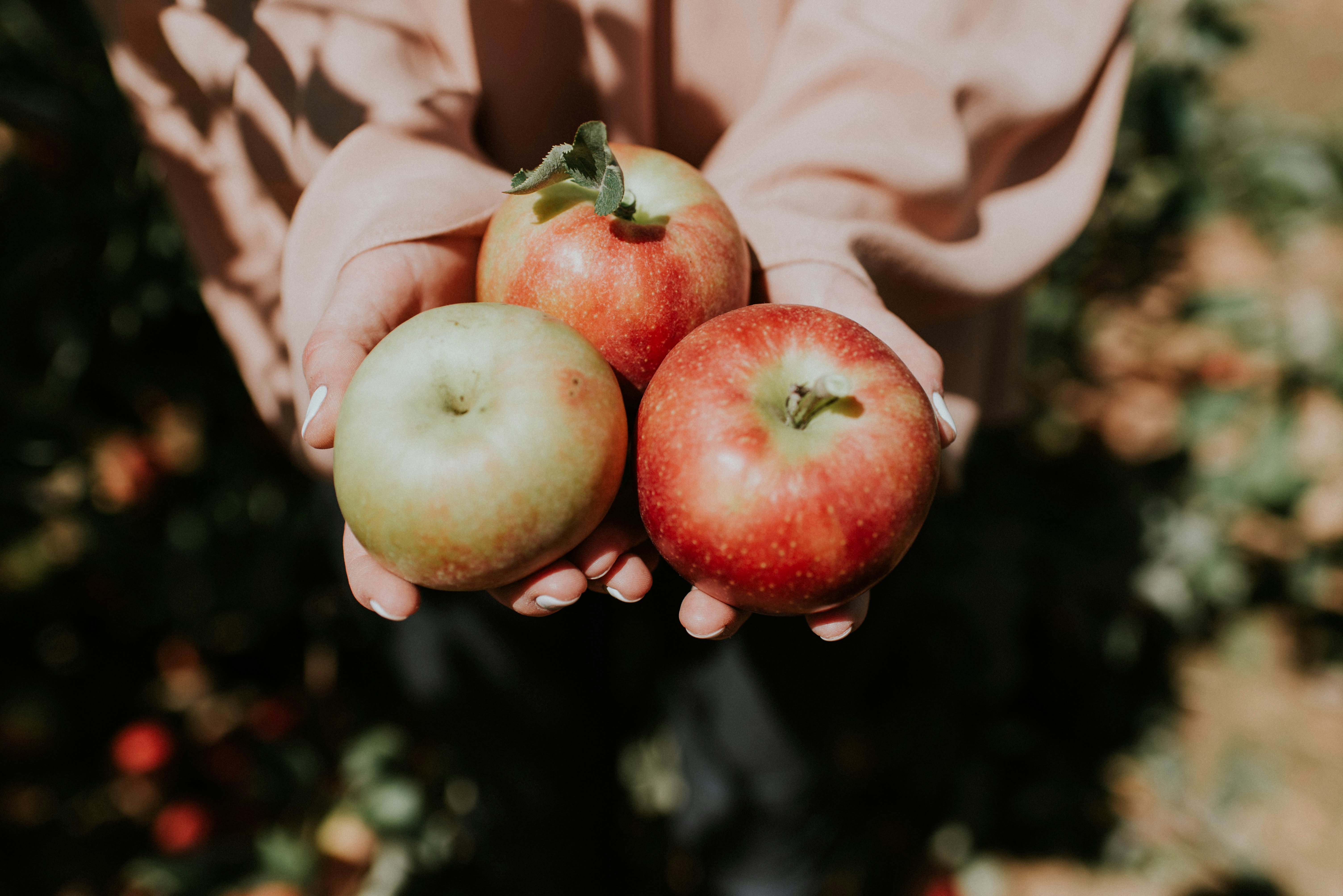 Spotted: The Best Apple Picking Near Charleston for a Perfect Fall Day Trip